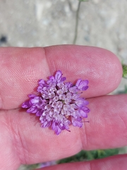 Sixalix atropurpurea