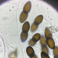 Delitschia polyspora