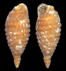 Cerithiopsidae