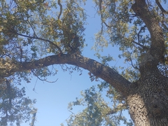 Quercus douglasii