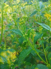 Verbesina occidentalis