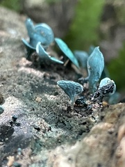 Chlorociboria aeruginascens