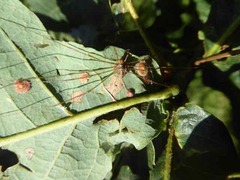 Dicranopalpus