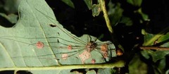 Dicranopalpus