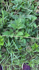 Aegopodium podagraria