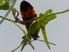 Lygaeus reclivatus