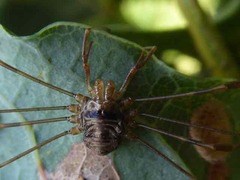 Dicranopalpus