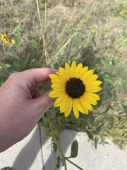 Helianthus petiolaris