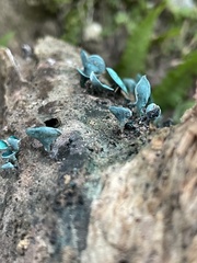 Chlorociboria aeruginascens