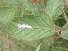 Coptotriche marginea