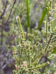 Baeckea brevifolia
