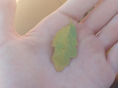 Quercus douglasii