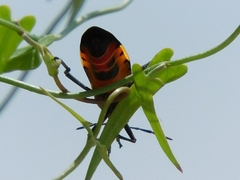 Lygaeus reclivatus
