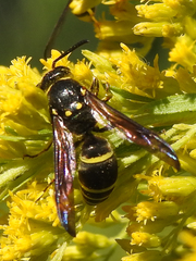 Ancistrocerus antilope
