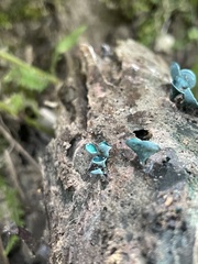 Chlorociboria aeruginascens