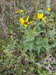 Heliopsis helianthoides