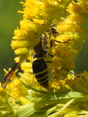 Ancistrocerus antilope