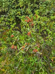 Kalmia polifolia