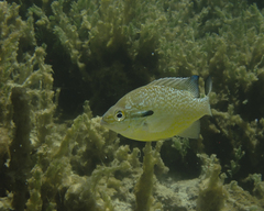Lepomis auritus