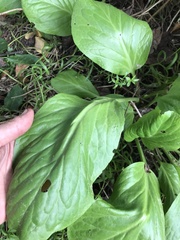 Bergenia