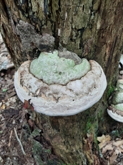 Ganoderma megaloma