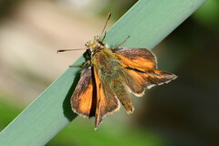 Ochlodes sylvanoides