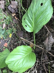 Bergenia