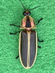 Pyractomena