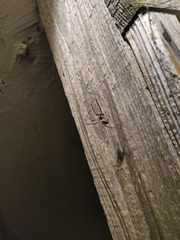 Larinioides patagiatus