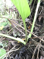 Bergenia