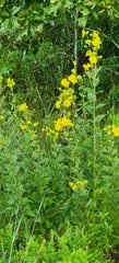 Silphium integrifolium