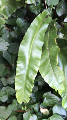 Asplenium scolopendrium