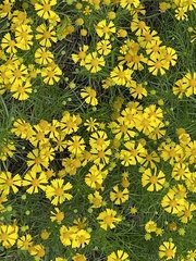Helenium amarum