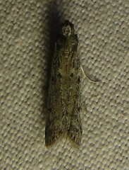 Phycitini