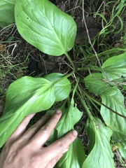Bergenia