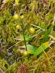 Maianthemum trifolium