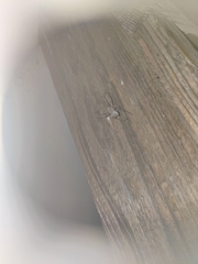 Larinioides patagiatus