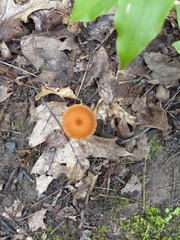 Cortinarius distans