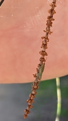 Cetratus rubropunctatus