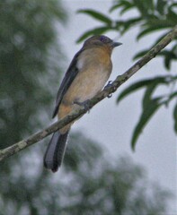 Trichothraupis melanops