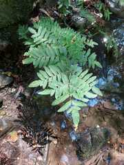 Osmunda regalis
