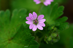 Geranium molle