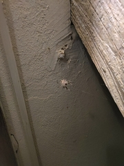 Larinioides patagiatus