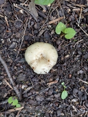 Lactarius pubescens
