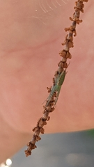 Cetratus rubropunctatus