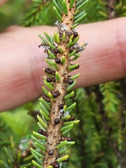 Arceuthobium pusillum