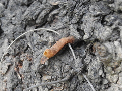 Tetragonisca fiebrigi