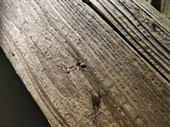 Larinioides patagiatus