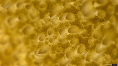 Boletaceae