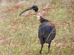 Threskiornis spinicollis